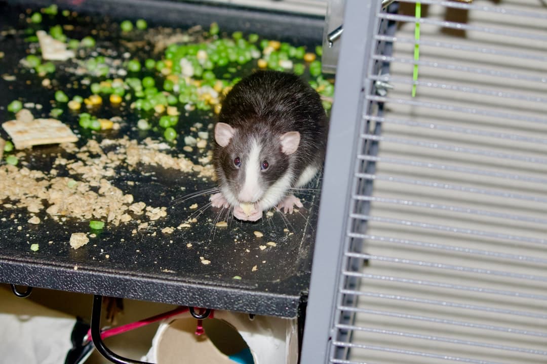 Commercial Rodent Control